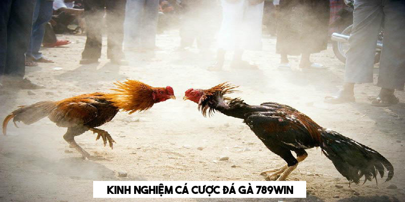 Kinh nghiệm đặt cược đá gà 789WIN không nên bỏ qua 